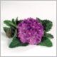 Verbena-Temari-'Patio Blue'-PW